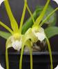 Dendrobium tetragonum var. alba